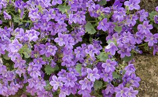 Birch Hybrid Campanula, Bellflower
Garden Design
Calimesa, CA