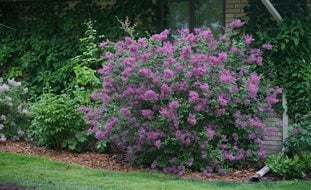 Bloomerang Dark Purple Lilac Bush, Syringa, Lilac Bush
Proven Winners
Sycamore, IL