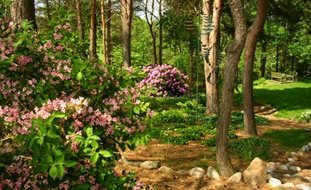 Blooming Azeleas, Pine Trees Trunks
Hugh Stephens