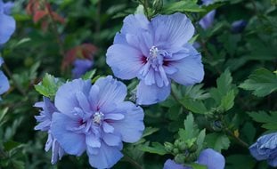 Blue Chiffon Hibiscus, Blue Flowers, Rose Of Sharon, Hibiscus Syriacus
Proven Winners
Sycamore, IL
