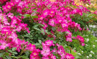 Carpet Roses, Rosa, Rose Ground Cover
Shutterstock.com
New York, NY