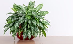Chinese Evergreen Plant, Aglaonema 
Shutterstock.com
New York, NY