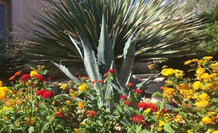Desert Garden Plants
Shutterstock.com
New York, NY