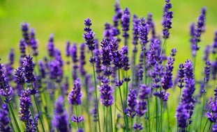 English Lavender, Lavandula Angustifolia
Garden Design
Calimesa, CA