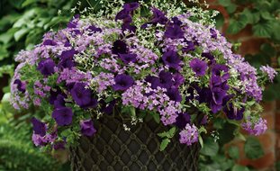 Glory Days Container Recipe, Purple Flowers
Proven Winners
Sycamore, IL