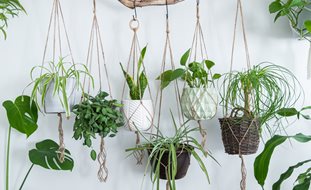 Hanging Houseplants
Shutterstock.com
New York, NY