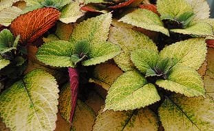 Honeycrisp Coleus, Coleus Plant
Garden Design
Calimesa, CA