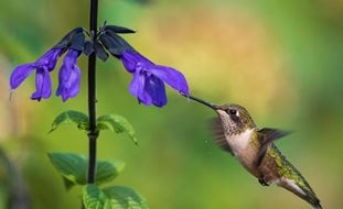 Hummingbird And Salvia Plant, Hummingbird, Salvia Plant
Shutterstock.com
New York, NY
