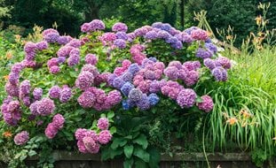 Hydrangea, Color, Pink, Purple, Blue
Alamy Stock Photo
Brooklyn, NY