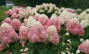 Hydrangea Limelight Prime, Pink And White Hydrangea
Proven Winners
Sycamore, IL