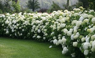 Incrediball Smooth Hydrangea, White Flowers, Landscape Shrub
Proven Winners
Sycamore, IL