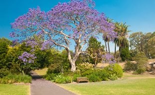 Jacaranda Tree, Purple Trees
Garden Design
Calimesa, CA