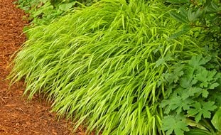 Japanese Forest Grass, Hakone Grass, Hakonechloa Macra Aureola
Janet Loughrey