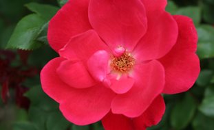 Knock Out Rose, Red Flower, Rosa
Shutterstock.com
New York, NY