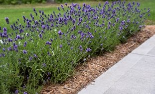 Lavender Border, Sweet Romance Lavender
Proven Winners
Sycamore, IL
