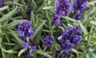 Lavender, Sweet Romance
Proven Winners
Sycamore, IL