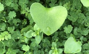 Miner's Lettuce, Claytonia Perfoliate
Garden Design
Calimesa, CA
