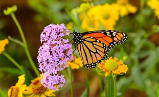 Monarch Butterfly On Pink Flowers, Butterfly Garden
Shutterstock.com
New York, NY
