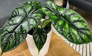 Mythic Dragon Scale Alocasia, Alocasia Baginda, Jewel Alocasia
Proven Winners
Sycamore, IL