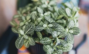 Nerve Plant, Fittonia Albivenis
Shutterstock.com
New York, NY