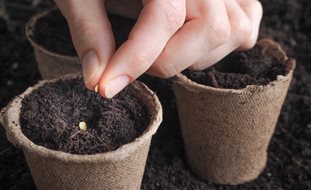Planting Tomato Seeds, Tomato Seed In Peat Pot
Shutterstock.com
New York, NY