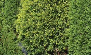 Polar Gold Thuja, Evergreen Conifer, Polar Gold
Proven Winners
Sycamore, IL