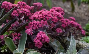 Snapdragon Flowers, Sedum Hybrid
Proven Winners
Sycamore, IL
