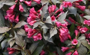 Spilled Wine Weigela, Dark Foliage, Flowering Shrub
Proven Winners
Sycamore, IL