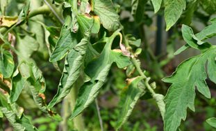 Tomato Leaves Curling
Shutterstock.com
New York, NY