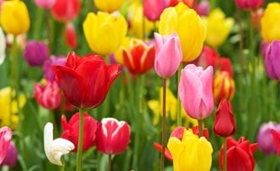 Tulip Flowers, Colorful Tulips
Garden Design
Calimesa, CA
