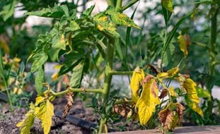 Yellow Leaves, Tomato Plant
Shutterstock.com
New York, NY