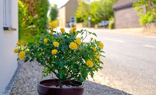 Yellow Roses In Container, Roses In A Pot
Shutterstock.com
New York, NY