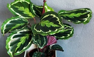 Calathea Plant, Prayer Plant
Shutterstock.com
New York, NY