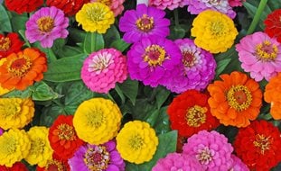 Zinnia Flowers, Mixed Flowers
Shutterstock.com
New York, NY