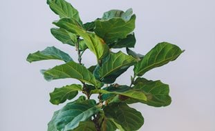 Fiddle Leaf Fig Tree, Houseplant, Ficus Lyrata
Ornamental Grasses in Pots 
Shutterstock.com
New York, NY