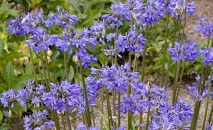 Peter Pan Agapanthus, Dwarf Agapanthus
Alamy Stock Photo
Brooklyn, NY