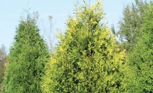 Polar Gold Thuja, Evergreen Conifer, Polar Gold
Proven Winners
Sycamore, IL