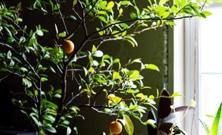 Citrus Growing Indoors
Shutterstock.com
New York, NY