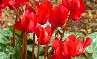 Persian Cyclamen, Cyclamen Persicum, Florist Cyclamen
Garden Design
Calimesa, CA