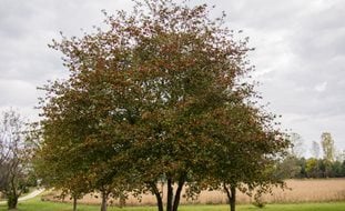 Washington Hawthorn, Crataegus Phaenopyrum, Hawthorn Tree
Millette Photomedia
