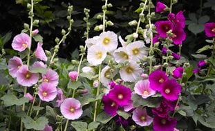 Alcea Rosea, Hollyhock, Pink Flowers
Shutterstock.com
New York, NY