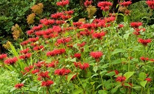 Bee Balm Plants, Native Garden Plants
Garden Design
Calimesa, CA