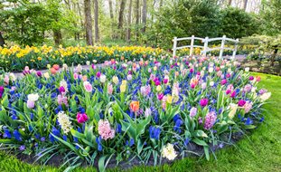 Bulb Garden, Flower Bulbs, Hyacinth, Tulips, Daffodils
Shutterstock.com
New York, NY