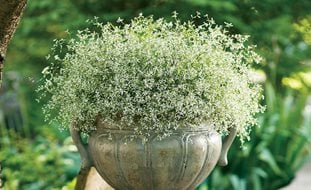 Diamond Frost Euphorbia, Annual Euphorbia, Container Plant
Proven Winners
Sycamore, IL