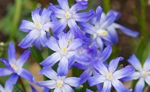Glory Of The Snow, Chionodoxa Forbesii
Garden Design
Calimesa, CA