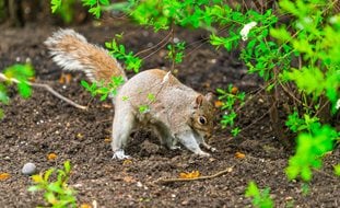 Gray Squirrel, Squirrel Digging, Garden Pest
Shutterstock.com
New York, NY