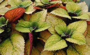 Honeycrisp Coleus, Coleus Plant
Garden Design
Calimesa, CA