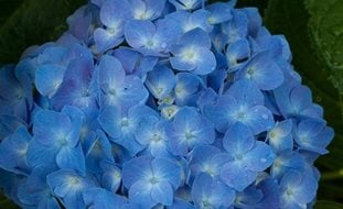 Let's Dance Blue Jangles Hydrangea, Bigleaf Hydrangea, Hydrangea Arborescens, Blue Flower
Proven Winners
Sycamore, IL