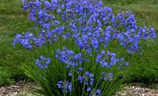 Little Galaxy Agapanthus, Agapanthus Plant
Proven Winners
Sycamore, IL