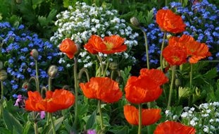 Poppies, Orange Flowers
Garden Design
Calimesa, CA